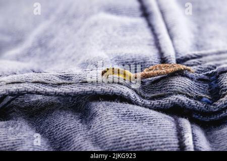 Wall moth larvae, found crawling up walls or clothing, inside a small cocoon, feed on fur (including the wool of clothing), feathers, leather, dead sk Stock Photo