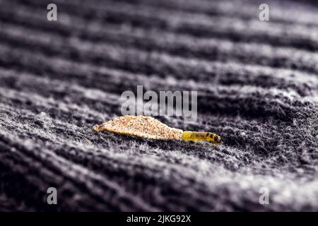 Wall moth larvae, found crawling up walls or clothing, inside a small cocoon, feed on fur (including the wool of clothing), feathers, leather, dead sk Stock Photo