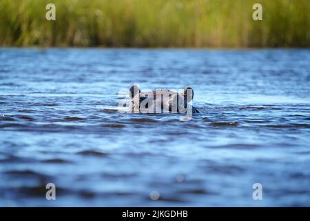 Hippo submerged in water. Kwando River, Caprivi Strip, Namibia, Africa Stock Photo