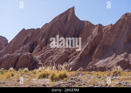 Pampas grass and siltstone formations in the Catarpe Valley near San Pedro de Atacama in the Atacama Desert of northern Chile. Stock Photo