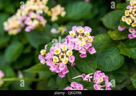 Beautiful lush dandelion flowers growing in the garden Stock Photo