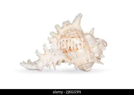 Image of natural large conch shell kirin snail thousands on a white background. Undersea Animals. Sea shells. Stock Photo