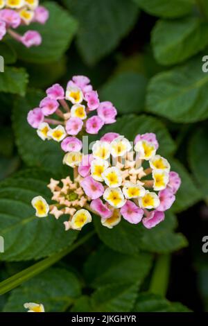 Beautiful lush dandelion flowers growing in the garden Stock Photo