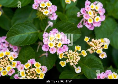 Beautiful lush dandelion flowers growing in the garden Stock Photo