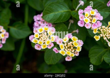 Beautiful lush dandelion flowers growing in the garden Stock Photo