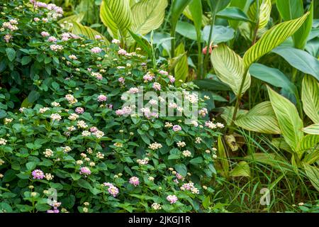 Beautiful lush dandelion flowers growing in the garden Stock Photo