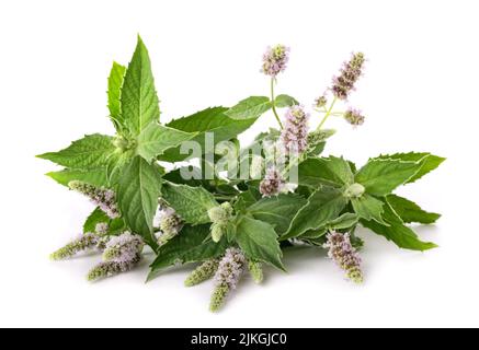 Fresh horse mint with flowers isolated on white background Stock Photo