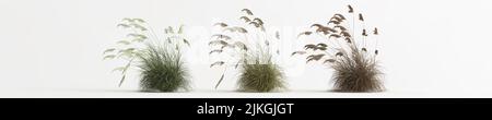 3d illustration of set cortaderia selloana grass isolated on white background Stock Photo