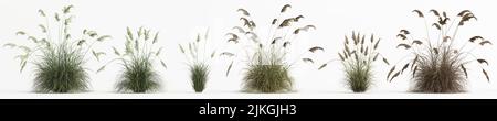3d illustration of set cortaderia selloana grass isolated on white background Stock Photo