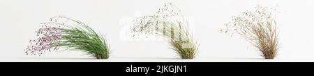 3d illustration of briza media grass isolated on white background Stock Photo