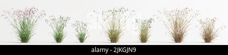 3d illustration of set briza media grass isolated on white background Stock Photo