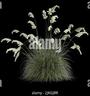 3d illustration of cortaderia selloana grass isolated on black background Stock Photo