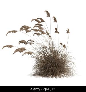 3d illustration of cortaderia selloana grass isolated on white background Stock Photo