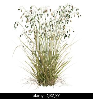 3d illustration of briza media grass isolated on white background Stock Photo