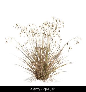 3d illustration of briza media grass isolated on white background Stock Photo