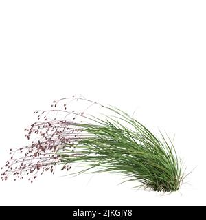 3d illustration of briza media grass isolated on white background Stock Photo