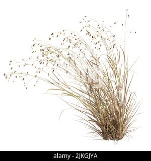 3d illustration of briza media grass isolated on white background Stock Photo