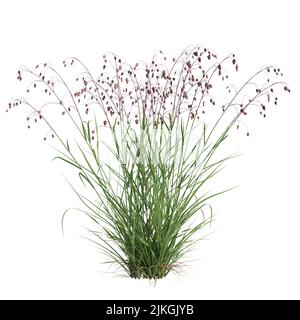 3d illustration of briza media grass isolated on white background Stock Photo