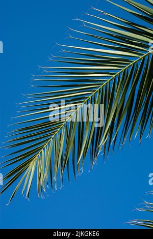 bizarre green palm frond seen from below against a azure blue sky Stock Photo