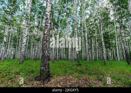 White birch trees, nature in the forest, summer. Stock Photo
