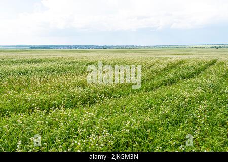 A blooming field of buckwheat. Beautiful rustic landscape with buckwheat and blue sky on the background. Stock Photo