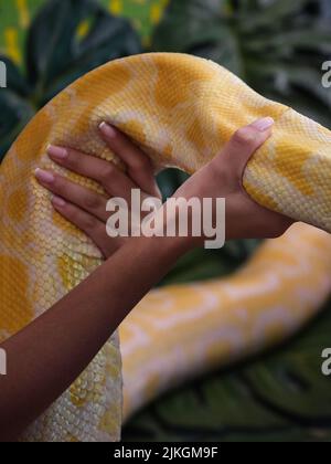 Close-up of a person holding a yellow albino python, showing snake scales, human hands and exotic reptile encounter. Stock Photo