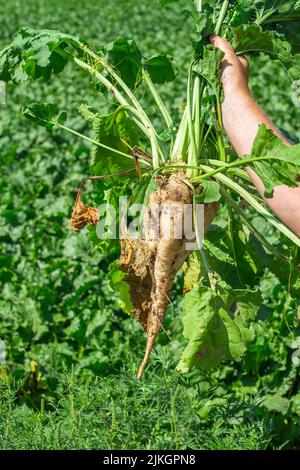 Plucked sugar beet fruit in a farmer's hand. Harvesting beets. Stock Photo