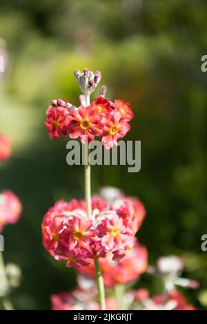 Primula Candleabra coral red, orange and yellow Stock Photo