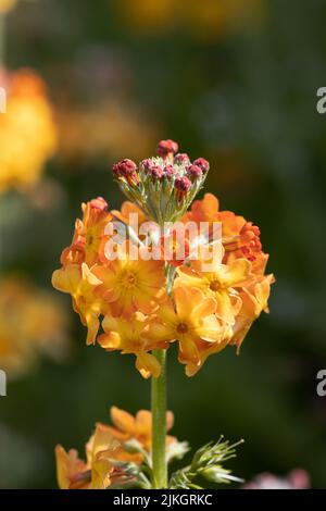 Primula Candleabra golden yellow Stock Photo