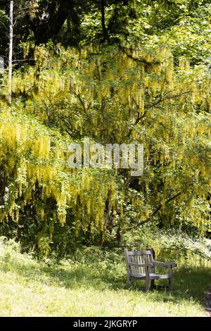 Golden chain laburnum tree in full flower Stock Photo