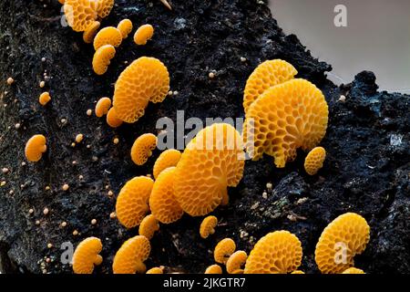 A closeup of Orange Pore Fungus growing on a log Stock Photo