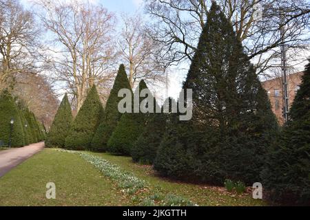 A beautiful view of a park with trimmed spruce trees in Malmoe with a building in the background Stock Photo