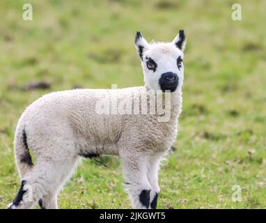 A closeup of a cute black spotted lamb standing on the green grass Stock Photo