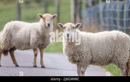 A closeup of two sheep standing on the roadway on a background of a green field Stock Photo