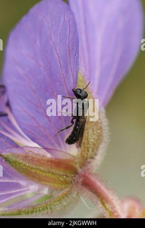 Closeup on a small harebell carpenter bee, Chelostoma campanularum, resting on the backside of a blue Geranium flower in the garden Stock Photo