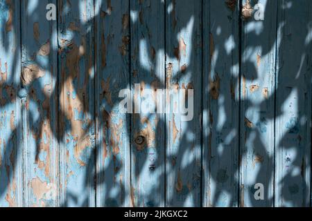 A closeup shot of a shadow of tree leaves on a blue weathered wooden wall Stock Photo