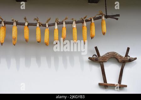 A closeup of ripe dried corn cobs hanging on a branch Stock Photo