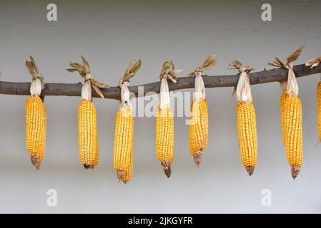 A closeup of ripe dried corn cobs hanging on a branch Stock Photo