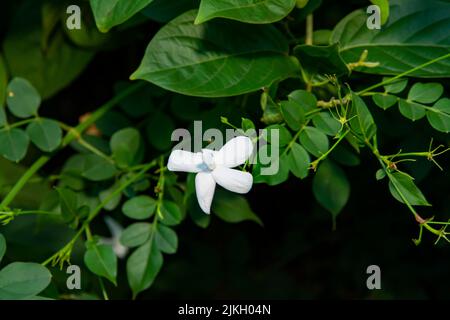 A common white jasmine (jasminum officinale) in the garden Stock Photo