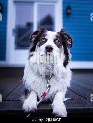 A black and white Australian Shepherd in front of a house Stock Photo