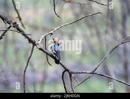 Acorn Woodpecker eating bugs perched in dead branches in Ashland, Oregon. Stock Photo