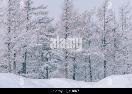 A beautiful view of snow-covered high trees in a forest in winter Stock Photo