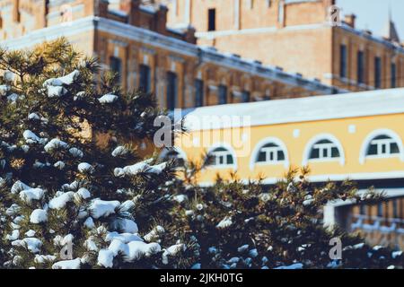 The tree branches covered with snow against the cityscape background Stock Photo