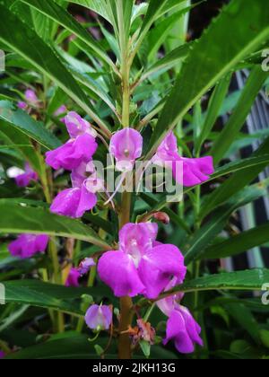 A vertical closeup shot of purple garden balsam flowers (Impatiens balsamina) Stock Photo