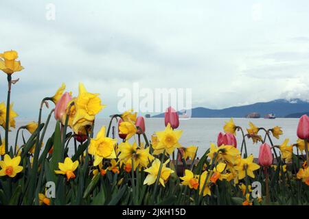 A closeup shot of pink tulips and yellow narcissus flowers against the sea Stock Photo