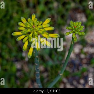 Aloe species (Aloe sinkatana), native to Northeast Africa Stock Photo