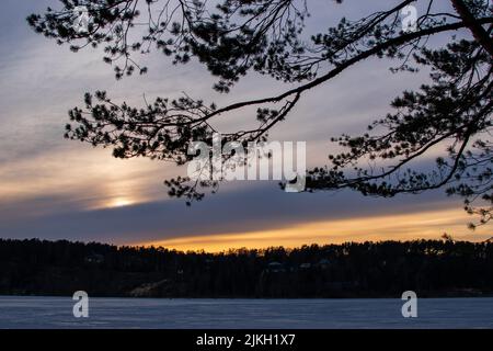 A silhouette of a pine tree against a lake at sunset in Moscow, Russia Stock Photo