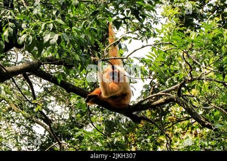 A cute yellow cheeked Gibbon on tree Stock Photo