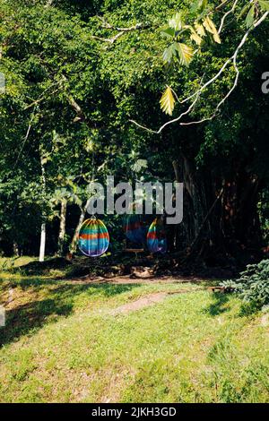 A vertical shot of rainbow hammock swings hanging on trees Stock Photo