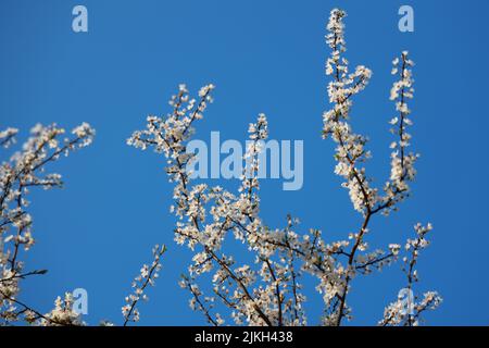 White blooming tree branches against the blue sky Stock Photo